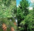 green Ornamental Plants Douglas Fir, Oregon Pine, Red Fir, Yellow Fir, False Spruce, Pseudotsuga Photo, cultivation and description, characteristics and growing