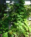 green Ornamental Plants Dutchman's Pipe (Broadleafed Birthwort), Aristolochia macrophylla Photo, cultivation and description, characteristics and growing