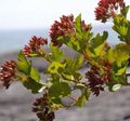 zielony Dekoracyjne Rośliny Wschodniej Ninebark, Physocarpus opulifolius zdjęcie, uprawa i opis, charakterystyka i hodowla
