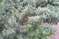 silvery Ornamental Plants English yew, Canadian Yew, Ground Hemlock, Taxus Photo, cultivation and description, characteristics and growing