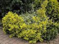jaune des plantes décoratives Euonymus Photo, la culture du sol et la description, les caractéristiques et un cultivation