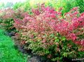 rouge des plantes décoratives Euonymus Photo, la culture du sol et la description, les caractéristiques et un cultivation