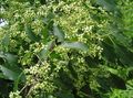 verde Plantas Decorativas Evónimo, Euonymus Foto, cultivo y descripción, características y cultivación