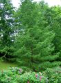 zielony Dekoracyjne Rośliny Modrzew Europejski, Larix zdjęcie, uprawa i opis, charakterystyka i hodowla
