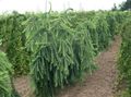 grønn Prydplanter Europeisk Lerk, Larix Bilde, dyrking og beskrivelse, kjennetegn og voksende