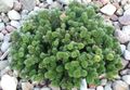 green Ornamental Plants Fir, Abies Photo, cultivation and description, characteristics and growing