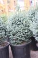 silvery Ornamental Plants Fir, Abies Photo, cultivation and description, characteristics and growing
