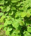 zöld Dísznövény Mogyoróbokor, Corylus fénykép, termesztés és leírás, jellemzők és növekvő