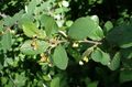 zöld Dísznövény Hedge Madárbirs, Európai Madárbirs, Cotoneaster fénykép, termesztés és leírás, jellemzők és növekvő
