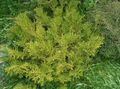 licht groen Sierplanten Hiba, Valse Arborvitae, Japanse Elkhorn Cipressen, Thujopsis foto, teelt en beschrijving, karakteristieken en groeiend