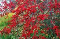red Ornamental Plants Holly, Black alder, American holly, Ilex Photo, cultivation and description, characteristics and growing