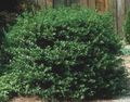dark green Ornamental Plants Holly, Black alder, American holly, Ilex Photo, cultivation and description, characteristics and growing