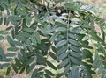 vert des plantes décoratives Févier, Gleditsia Photo, la culture du sol et la description, les caractéristiques et un cultivation