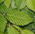 green Ornamental Plants Hornbeam, Carpinus betulus Photo, cultivation and description, characteristics and growing
