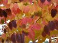 бордовий Декоративні Рослини Багряник, Cercidiphyllum Фото, вирощування і опис, характеристика і зростаючий