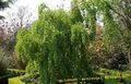 vert des plantes décoratives Katsura Arbre, Cercidiphyllum Photo, la culture du sol et la description, les caractéristiques et un cultivation