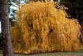 sárga Dísznövény Katsura Fa, Cercidiphyllum fénykép, termesztés és leírás, jellemzők és növekvő