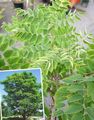 grün Dekorative Pflanzen Kentucky Kaffeebaum, Gymnocladus dioicus Foto, Anbau und Beschreibung, Merkmale und wächst
