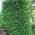 světle-zelená Dekorativní rostliny Leyland Cypřiš, Cupressocyparis fotografie, kultivace a popis, charakteristiky a pěstování