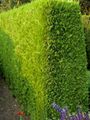yellow Ornamental Plants Leyland cypress, Cupressocyparis Photo, cultivation and description, characteristics and growing