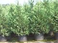 light blue Ornamental Plants Leyland cypress, Cupressocyparis Photo, cultivation and description, characteristics and growing