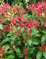 red Ornamental Plants Lily of the valley bush, Andromeda, Pieris Photo, cultivation and description, characteristics and growing