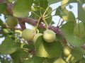 绿 观赏植物 白果, Ginkgo biloba 照, 养殖 和 描述, 特点 和 成长