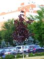бордовий Декоративні Рослини Клен, Acer Фото, вирощування і опис, характеристика і зростаючий