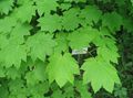 világos zöld Dísznövény Juharfa, Acer fénykép, termesztés és leírás, jellemzők és növekvő