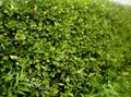 groen Sierplanten Midland Meidoorn, Crataegus foto, teelt en beschrijving, karakteristieken en groeiend
