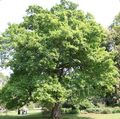 žalias Dekoratyviniai Augalai Ąžuolas, Quercus Nuotrauka, auginimas ir aprašymas, charakteristikos ir augantis