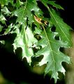 tamsiai žalia Dekoratyviniai Augalai Ąžuolas, Quercus Nuotrauka, auginimas ir aprašymas, charakteristikos ir augantis