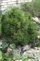 темно-зеленый Декоративные Растения Сосна, Pinus Фото, культивация и описание, характеристика и выращивание