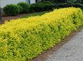 gul Prydplanter Privet, Golden Privet, Ligustrum Bilde, dyrking og beskrivelse, kjennetegn og voksende