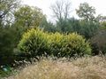 sárga Dísznövény Fagyal, Arany Fagyal, Ligustrum fénykép, termesztés és leírás, jellemzők és növekvő