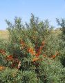 silvery Ornamental Plants Sea Buckthorn, Sea Berry, Hippophae Photo, cultivation and description, characteristics and growing