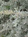 ezüstös Dísznövény Tenger Labodaparaj, Mediterrán Saltbush, Atriplex halimus fénykép, termesztés és leírás, jellemzők és növekvő