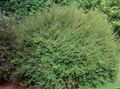 grønn Prydplanter Shrubby Kaprifol, Boks Kaprifol, Boxleaf Kaprifol, Lonicera nitida Bilde, dyrking og beskrivelse, kjennetegn og voksende