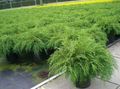 緑色 観賞植物 シベリアカーペットヒノキ, Microbiota decussata フォト, 栽培 と 説明, 特性 と 成長
