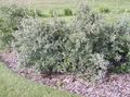 sølvfarvede Prydplanter Silver Buffalo Bær, , Foamberry Soapberry, Soopalollie, Canadiske Buffaloberry, Shepherdia Foto, dyrkning og beskrivelse, egenskaber og voksende