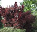 burgundy Ornamental Plants Smoketree, Cotinus Photo, cultivation and description, characteristics and growing