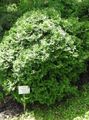 green Ornamental Plants Thuja Photo, cultivation and description, characteristics and growing