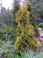 yellow Ornamental Plants Thuja Photo, cultivation and description, characteristics and growing