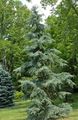 zelena Ukrasne Biljke Plačući Deodar, Deodar Cedar, Himalajski Cedar, Cedrus-deodara Foto, uzgajanje i opis, karakteristike i uzgoj
