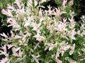 rosa Prydplanter Selje, Salix Bilde, dyrking og beskrivelse, kjennetegn og voksende