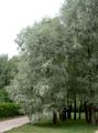 银 观赏植物 杨柳, Salix 照, 养殖 和 描述, 特点 和 成长