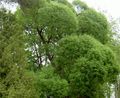 világos zöld Dísznövény Fűz, Salix fénykép, termesztés és leírás, jellemzők és növekvő