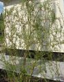 绿 观赏植物 杨柳, Salix 照, 养殖 和 描述, 特点 和 成长