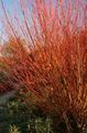 burgundia Dísznövény Fűz, Salix fénykép, termesztés és leírás, jellemzők és növekvő