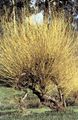sárga Dísznövény Fűz, Salix fénykép, termesztés és leírás, jellemzők és növekvő